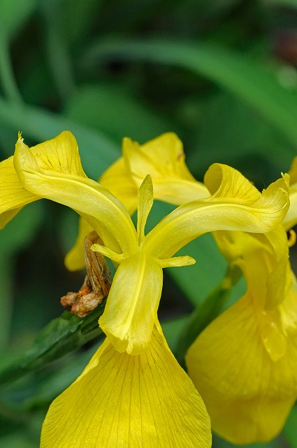 キショウブの花