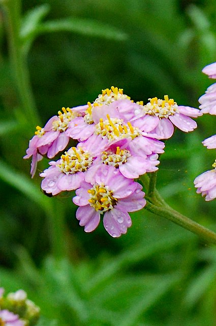 キタノコギリソウの頭花