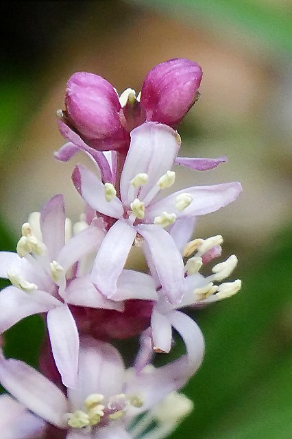 キチジョウソウの雄花