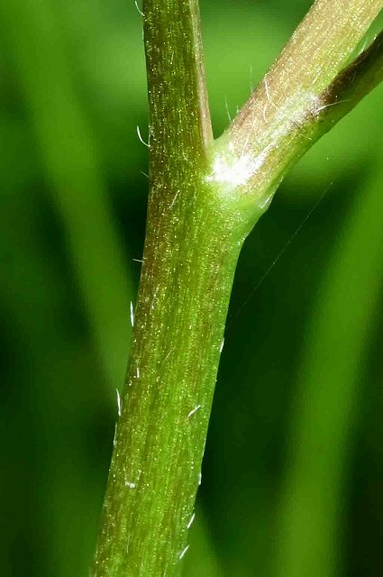 キツネノボタンの茎