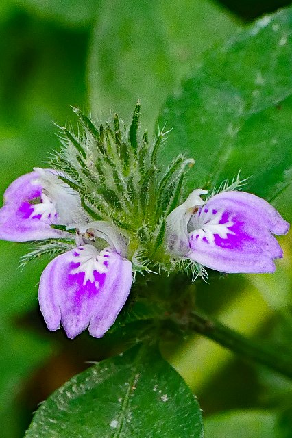 キツネノマゴの花序