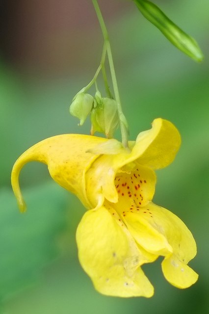 キツリフネの花