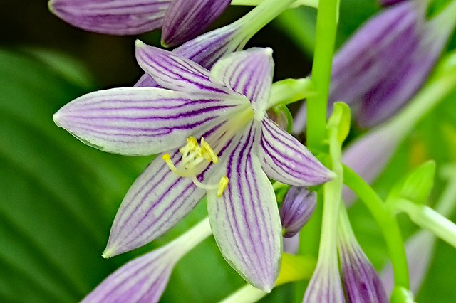 コバギボウシの花