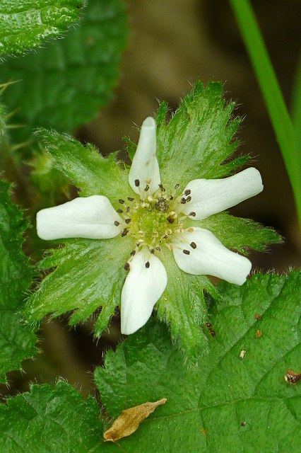 コバノフユイチゴの花