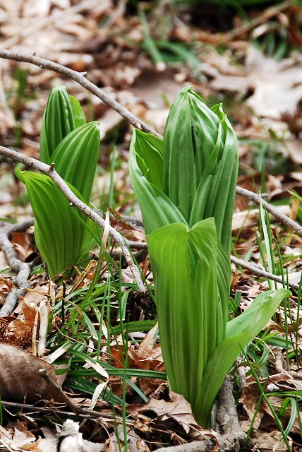 コバイケイソウの芽出し