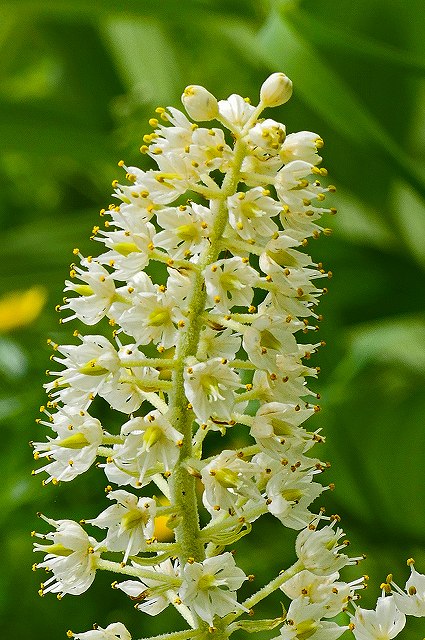 コバイケイソウの両性花