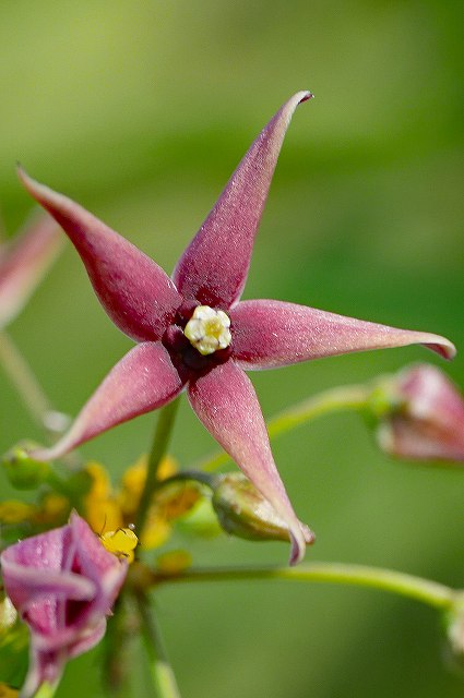 コバノカモメヅルの花