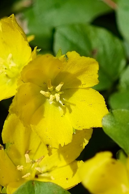 コバンコナスビの花