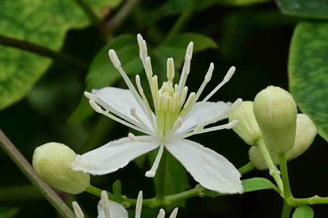 コボタンヅルの花