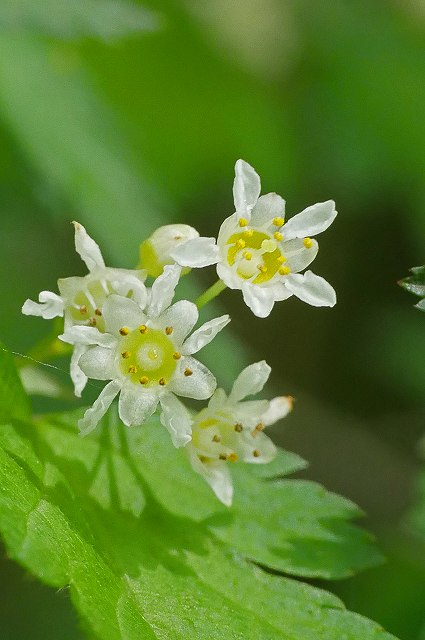 コゴメウツギの花