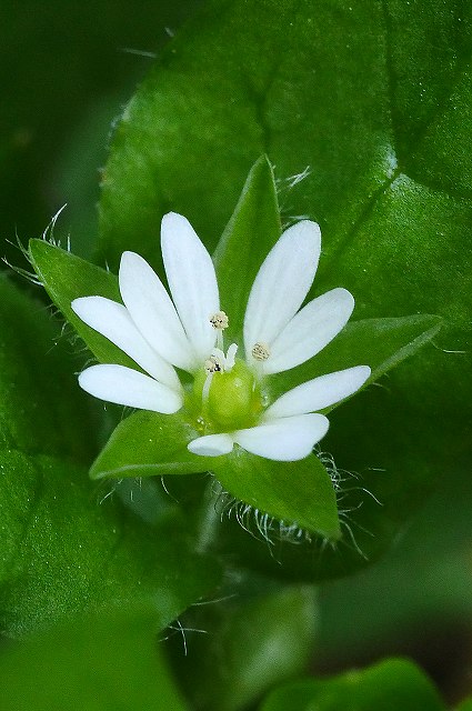 コハコベの花