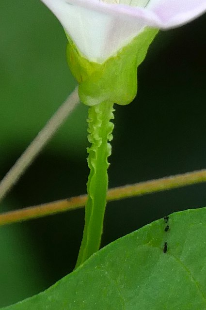 コヒルガオの花柄