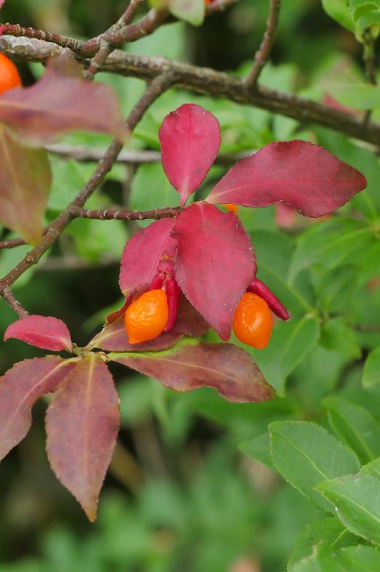 コマユミの紅葉