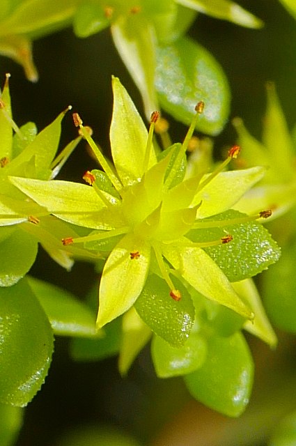 コモチマンネングサの花