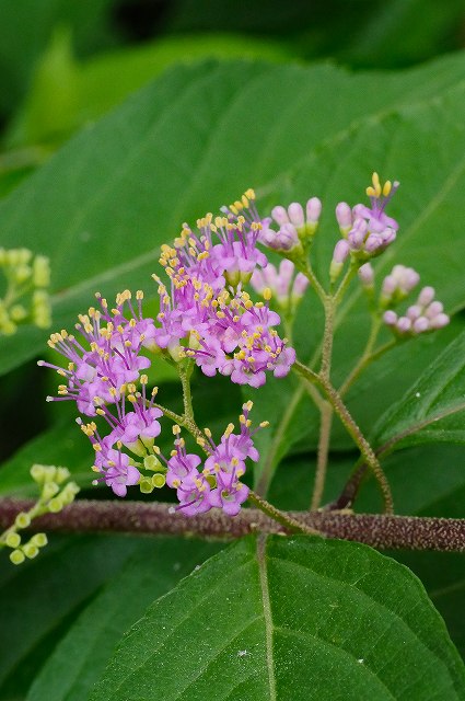 コムラサキの花