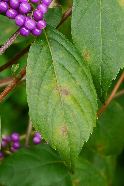 コムラサキの葉