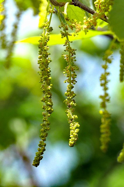 コナラの雄花序