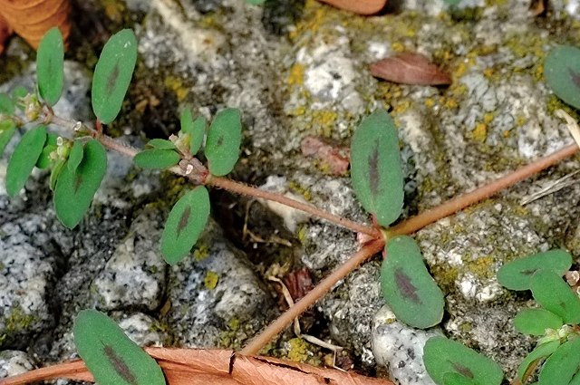 コニシキソウの葉