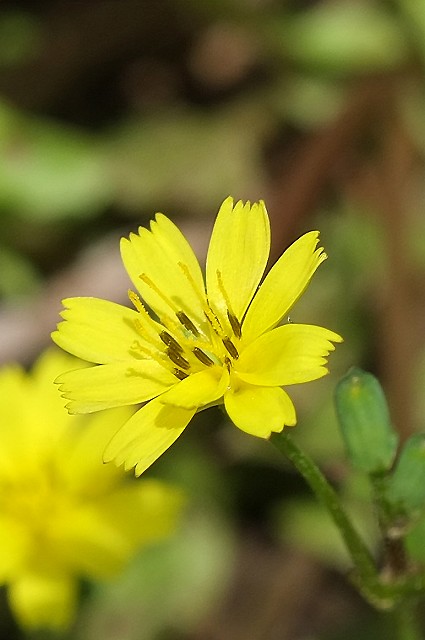 コオニタビラコの花