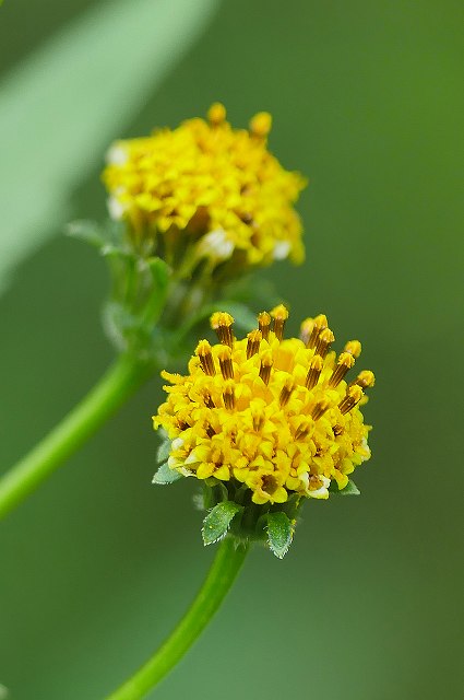 コセンダングサの花