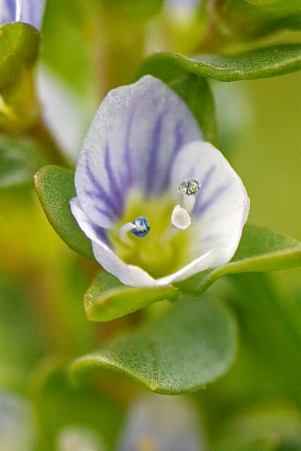 コテングクワガタの花