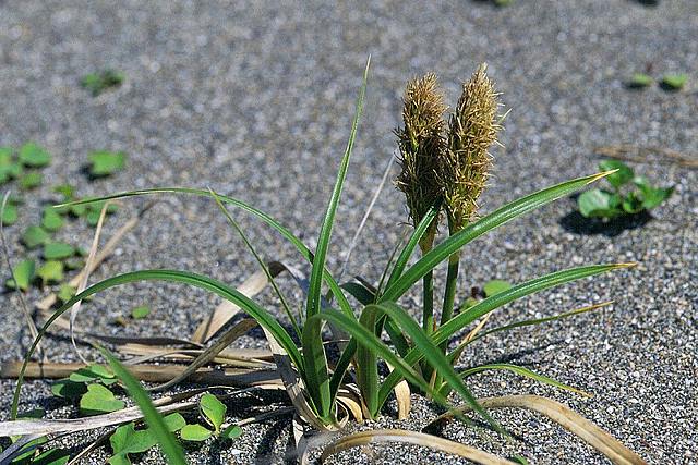 コウボウムギの雄花