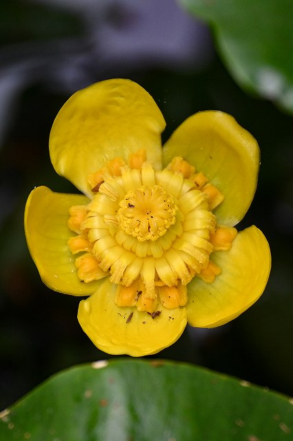 コウホネの花