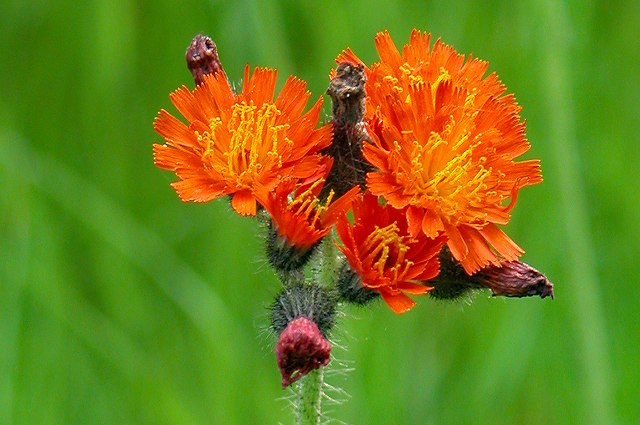 コウリンタンポポの頭花