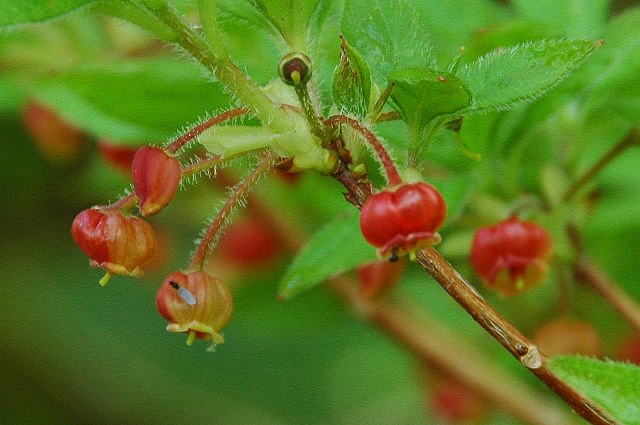 コヨウラクツツジの花