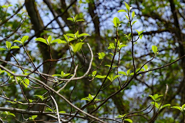 クマノミズキの枝と新芽