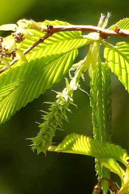 クマシデの雌花序