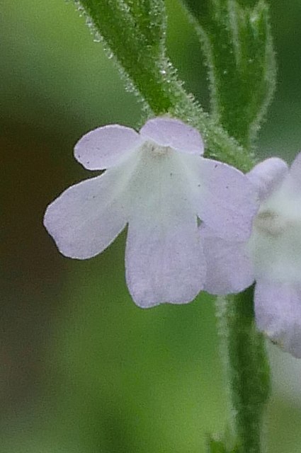 クマツヅラの花