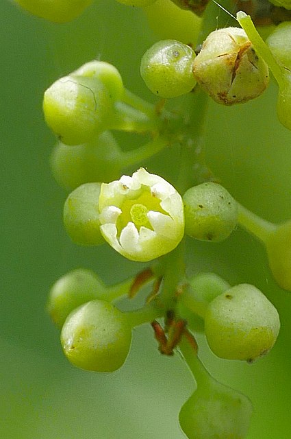 クマヤナギの花