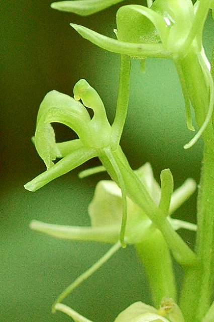 クモキリソウの花