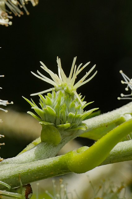 クリの雌花