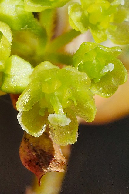 クロモジの雌花