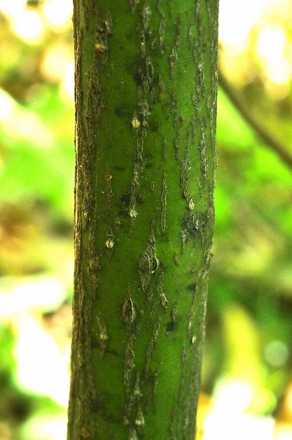 クロモジの若木の樹皮