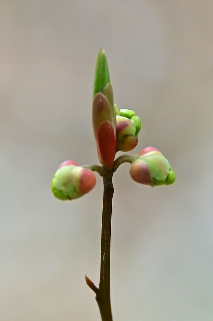 クロモジの葉芽と花芽