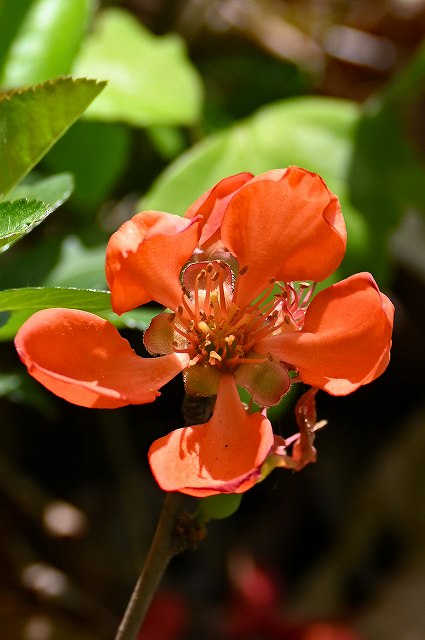 クサボケの花弁