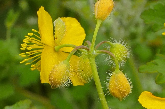 クサノオウの花-2