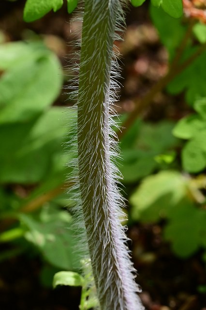 クサノオウの茎