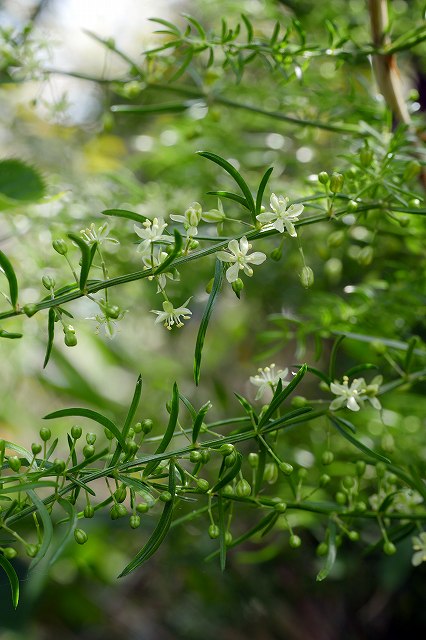 クサスギカズラの花