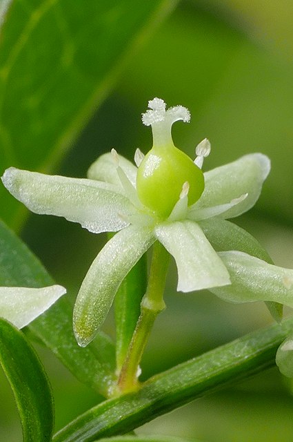 クサスギカズラの雌花