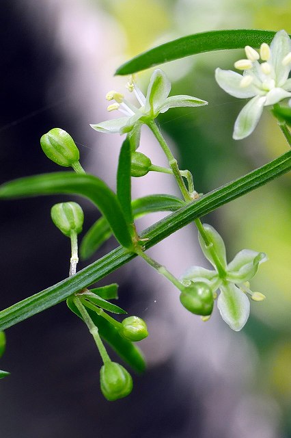 クサスギカズラの茎と花柄