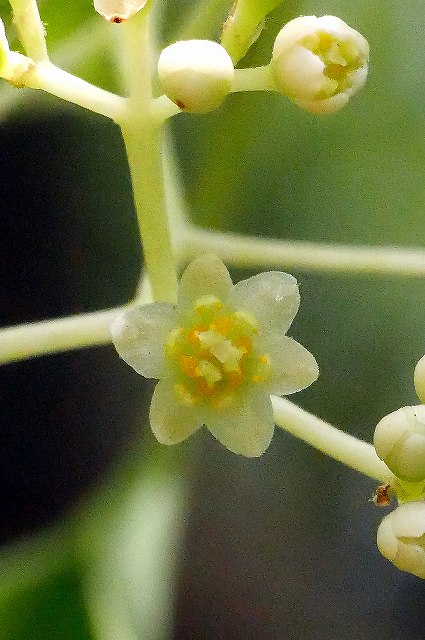 クスノキの花