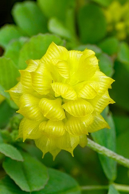 クスダマツメクサの花序