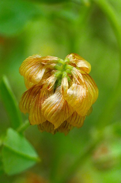 クスダマツメクサの花後