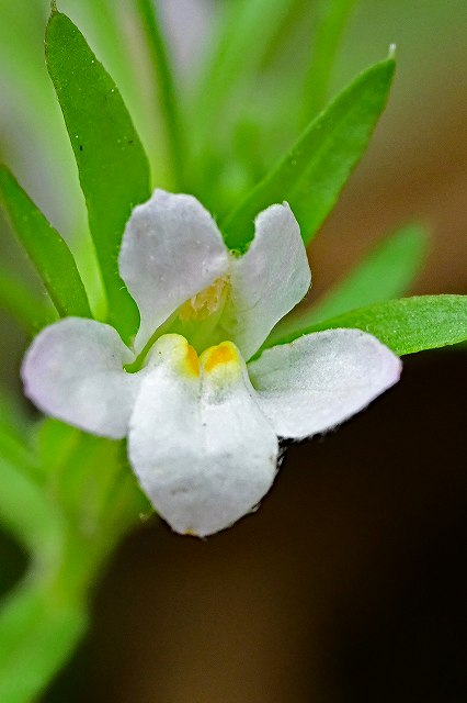 クチナシグサの花