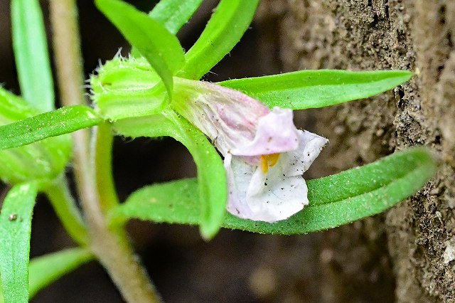 クチナシグサの花-2