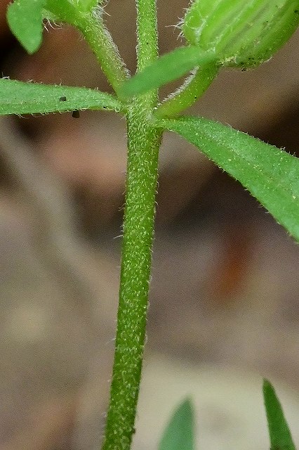 クチナシグサの茎-2